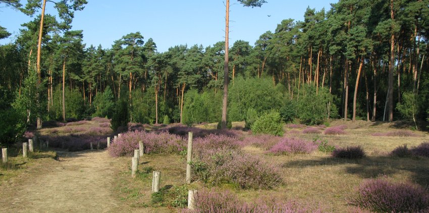 Wacholderheide Klatenberge