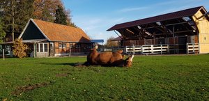 Boxen Ferienhof Buschkotten