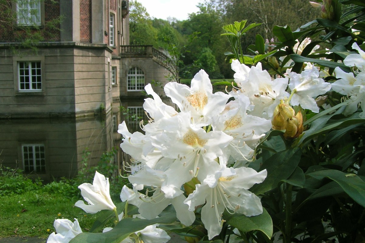 Rhododendronblüte Schloss Loburg