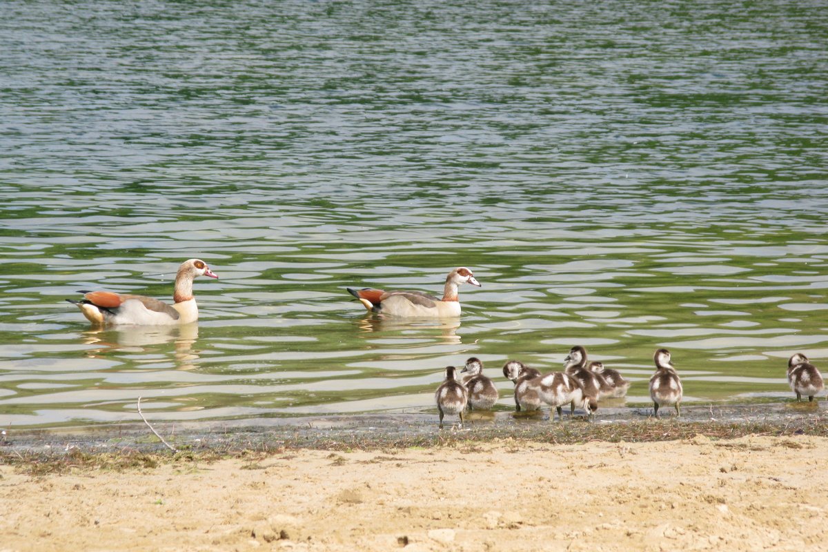 Gänsefamilie am Feldmarksee