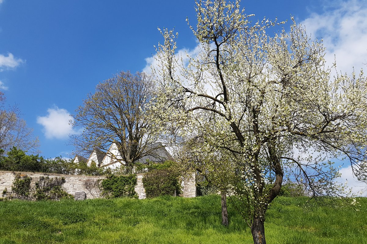 Höhenburg Stromberg